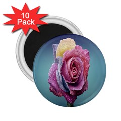 Rose Flower Love Romance Beautiful 2 25  Magnets (10 Pack)  by artworkshop