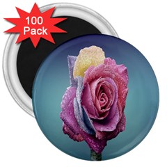 Rose Flower Love Romance Beautiful 3  Magnets (100 Pack) by artworkshop