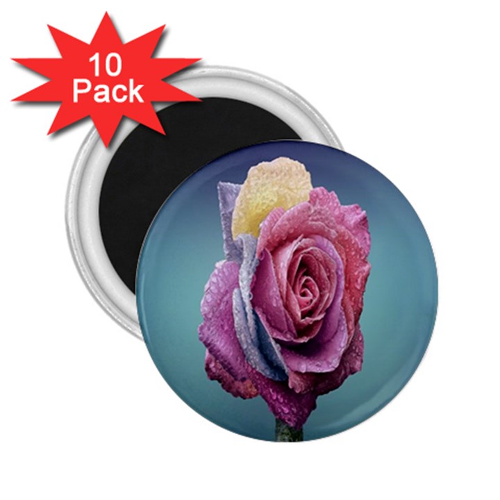 Rose Flower Love Romance Beautiful 2.25  Magnets (10 pack) 