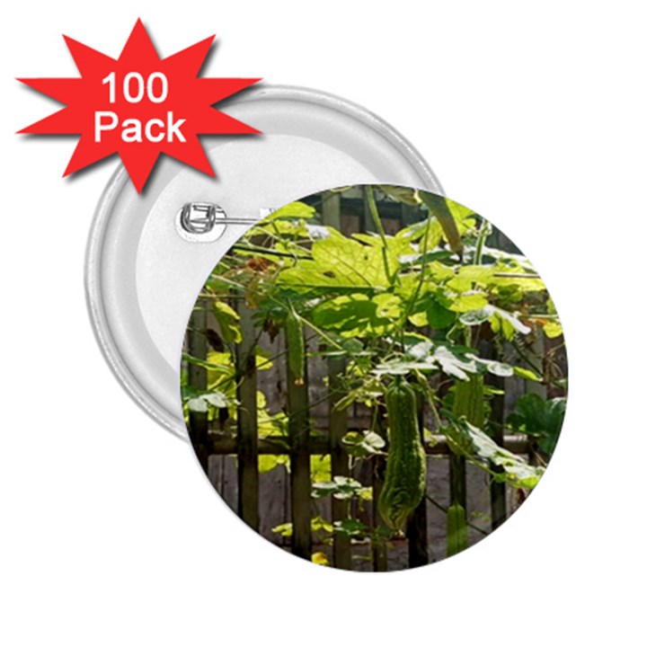 Bitter Melon 2.25  Buttons (100 pack) 