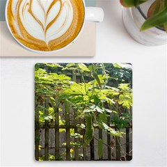 Bitter Melon Uv Print Square Tile Coaster  by artworkshop