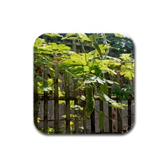 Bitter Melon Rubber Square Coaster (4 Pack) by artworkshop