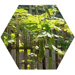 Bitter Melon Wooden Puzzle Hexagon by artworkshop