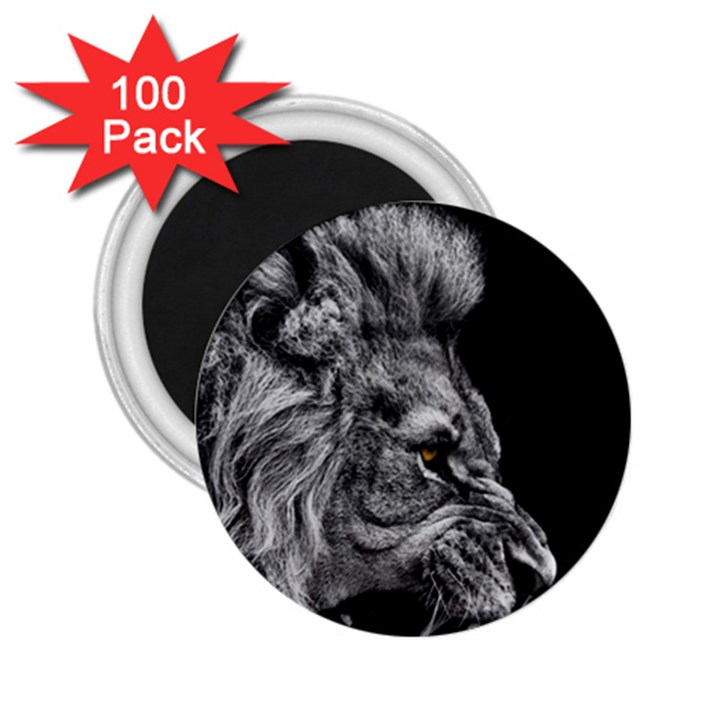 Angry Male Lion 2.25  Magnets (100 pack) 