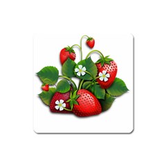 Strawberries-fruits-fruit-red Square Magnet