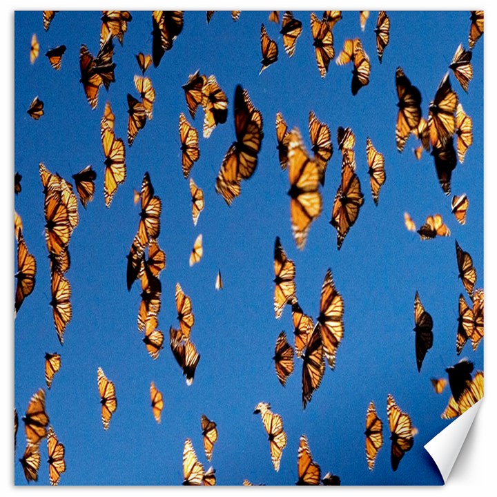 Eastern Monarch Butterfly Canvas 12  x 12 