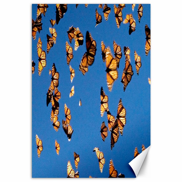 Eastern Monarch Butterfly Canvas 12  x 18 