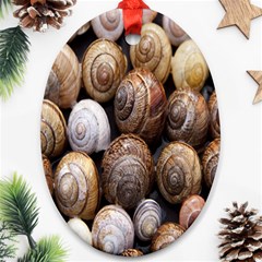 Snail Shells Pattern Arianta Arbustorum Ornament (oval)