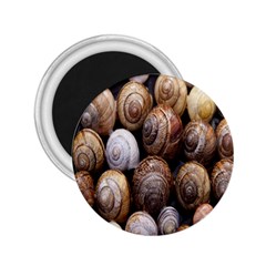 Snail Shells Pattern Arianta Arbustorum 2 25  Magnets by artworkshop