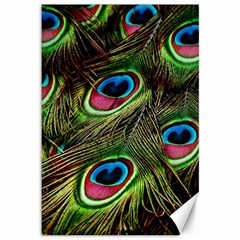 Peacock-feathers-color-plumage Canvas 12  X 18  by Celenk