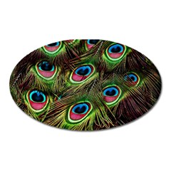 Peacock-feathers-color-plumage Oval Magnet by Celenk