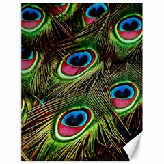 Peacock-feathers-color-plumage Canvas 18  X 24  by Celenk