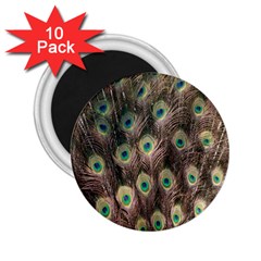 Bird-peacock 2 25  Magnets (10 Pack)  by nateshop