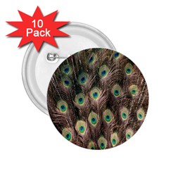 Bird-peacock 2 25  Buttons (10 Pack) 