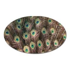 Bird-peacock Oval Magnet by nateshop