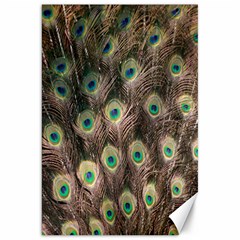 Bird-peacock Canvas 20  X 30  by nateshop