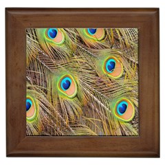 Peacock-bird Framed Tile by nateshop