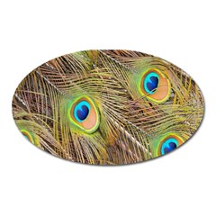 Peacock-bird Oval Magnet by nateshop