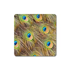 Peacock-bird Square Magnet by nateshop