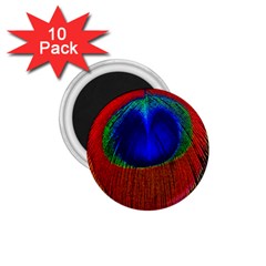 Peacock Plumage Fearher Bird Pattern 1 75  Magnets (10 Pack) 