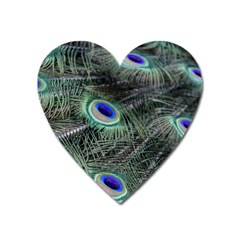 Plumage Peacock Feather Colorful Heart Magnet by Sapixe