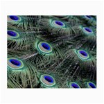 Plumage Peacock Feather Colorful Small Glasses Cloth Front