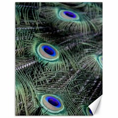 Plumage Peacock Feather Colorful Canvas 18  X 24  by Sapixe