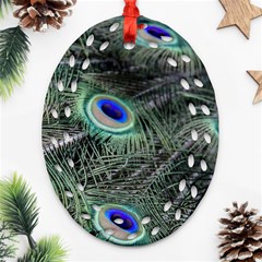 Plumage Peacock Feather Colorful Oval Filigree Ornament (two Sides) by Sapixe