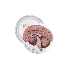 Cerebrum Human Structure Cartoon Human Brain 1 75  Buttons by Sapixe