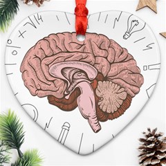 Cerebrum Human Structure Cartoon Human Brain Ornament (heart)