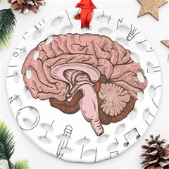 Cerebrum Human Structure Cartoon Human Brain Ornament (round Filigree) by Sapixe