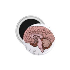 Cerebrum Human Structure Cartoon Human Brain 1 75  Magnets by Sapixe