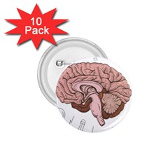 Cerebrum Human Structure Cartoon Human Brain 1 75  Buttons (10 Pack) by Sapixe