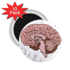 Cerebrum Human Structure Cartoon Human Brain 2 25  Magnets (10 Pack)  by Sapixe