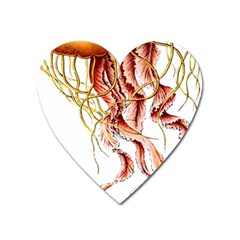 Animal Art Forms In Nature Jellyfish Heart Magnet