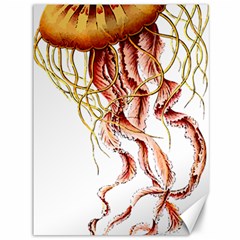 Animal Art Forms In Nature Jellyfish Canvas 36  x 48 