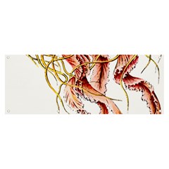 Animal Art Forms In Nature Jellyfish Banner And Sign 8  X 3 