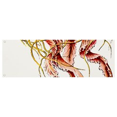 Animal Art Forms In Nature Jellyfish Banner And Sign 9  X 3 