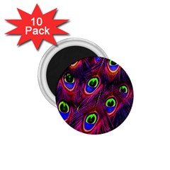 Peacock-feathers 1 75  Magnets (10 Pack) 