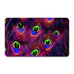 Peacock-feathers Magnet (rectangular) by nateshop