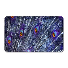 Peacock-feathers-blue Magnet (rectangular) by nateshop