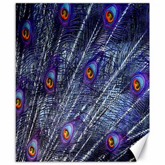 Peacock-feathers-blue Canvas 8  X 10  by nateshop