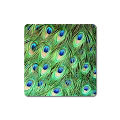 Peacock-green Square Magnet by nateshop