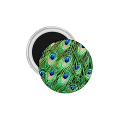 Peacock-green 1 75  Magnets by nateshop