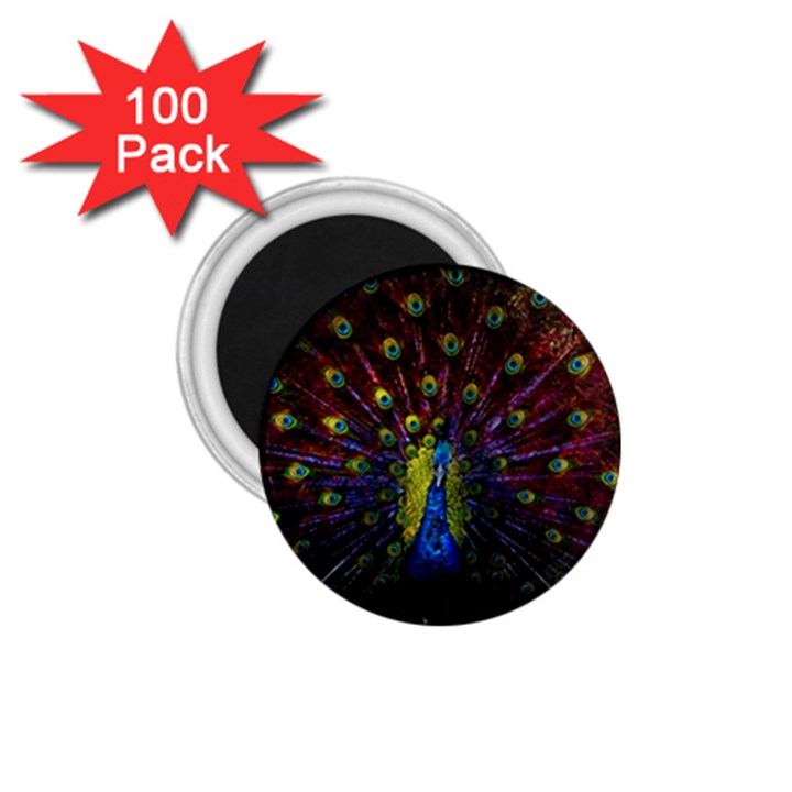 Beautiful Peacock Feather 1.75  Magnets (100 pack) 