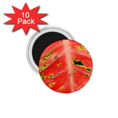 Aglonema Leaf Plant Pattern Flora 1 75  Magnets (10 Pack)  by Amaryn4rt