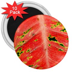 Aglonema Leaf Plant Pattern Flora 3  Magnets (10 Pack)  by Amaryn4rt