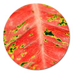 Aglonema Leaf Plant Pattern Flora Magnet 5  (round) by Amaryn4rt