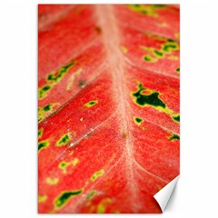 Aglonema Leaf Plant Pattern Flora Canvas 20  X 30  by Amaryn4rt