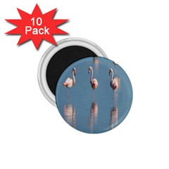 Flamingo Birds Plumage Sea Water 1 75  Magnets (10 Pack)  by artworkshop